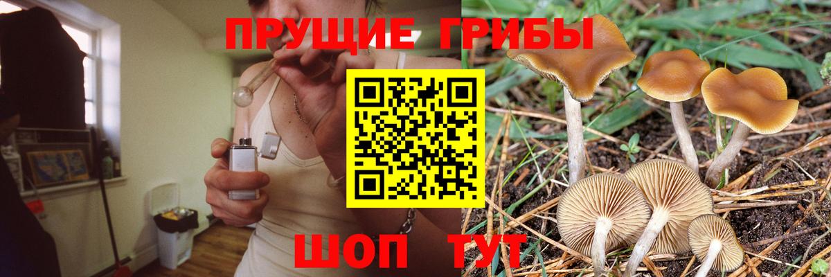 Галлюциногенные грибы Psilocybe Кизилюрт